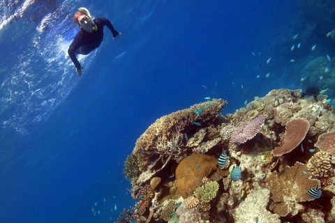 Silverswift Outer Great Barrier Reef Dive And Snorkel Cruise From Cairns - Attractions Perth 3