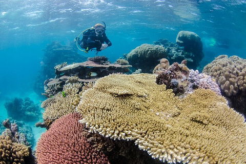 Silverswift Outer Great Barrier Reef Dive And Snorkel Cruise From Cairns - Attractions Perth 5