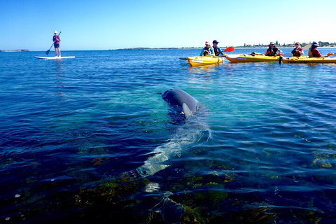 Penguin And Seal Islands Sea Kayaking Experience - Attractions Perth 0