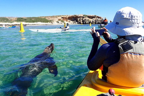 Penguin And Seal Islands Sea Kayaking Experience - Attractions Perth 2