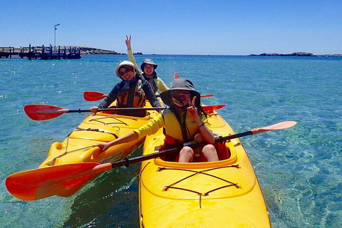Penguin And Seal Islands Sea Kayaking Experience - Attractions Perth 4
