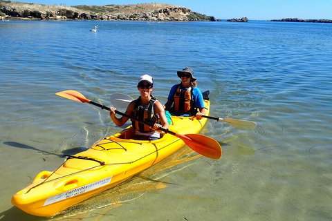 Penguin And Seal Islands Sea Kayaking Experience - Attractions Perth 5