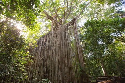 Double Pack-Ancient Rainforest And Waterfalls! - Attractions Perth 5