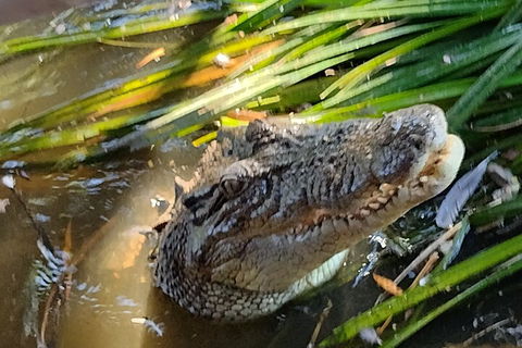 Litchfield Park Adventures And Jumping Crocodile Cruise + Butterfly Farm - Attractions Perth 4