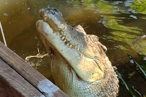 Litchfield Park Adventures And Jumping Crocodile Cruise + Butterfly Farm - Attractions Perth 5