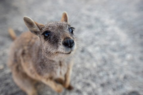Chillagoe Caves And Outback Day Trip From Cairns - Attractions Perth 2