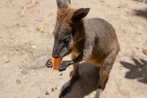 Chillagoe Caves And Outback Day Trip From Cairns - Attractions Perth 5