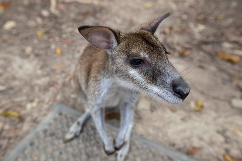 2 Day Daintree Rainforest, Cape Tribulation And Outback Chillagoe Tour - Attractions Perth 4