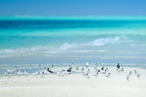 Private Coral Cay Bubbles Tour - Attractions Perth 2