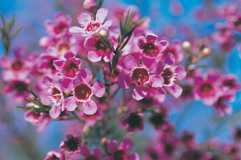 Best Of Perth Wildflower Season Day Trip - Attractions Perth 1