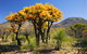 Best Of Perth Wildflower Season Day Trip - thumb 3