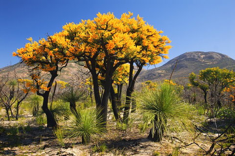 Best Of Perth Wildflower Season Day Trip - Attractions Perth 3