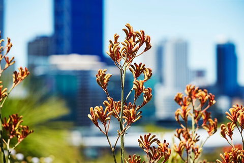 Best Of Perth Wildflower Season Day Trip - Attractions Perth 4