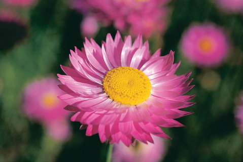 Best Of Perth Wildflower Season Day Trip - Attractions Perth 5