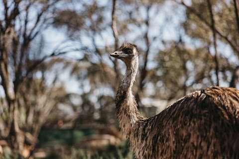 Wave Rock, York, Wildflowers, And Aboriginal Cultural Day Tour From Perth - Attractions Perth 4