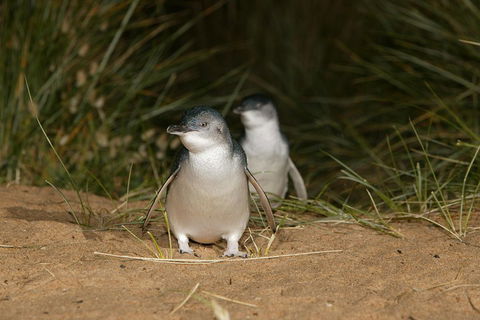 Phillip Island Penguin, Brighton Beach, Moonlit Sanctuary From Melbourne - Attractions Perth 2