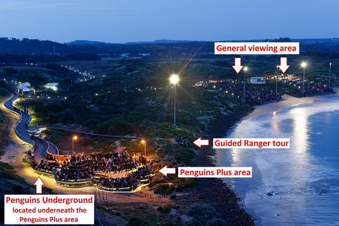 Phillip Island Penguin, Brighton Beach, Moonlit Sanctuary From Melbourne - Attractions Perth 4