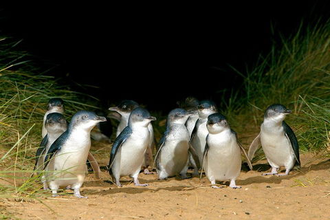 Phillip Island Penguin, Brighton Beach, Moonlit Sanctuary From Melbourne - Attractions Perth 5