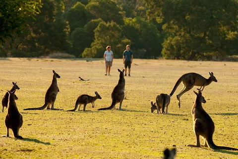 Grampians National Park Small-Group Eco Tour From Melbourne - Attractions Perth 4