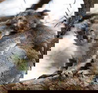 Great Ocean Road Sunset Tour from Melbourne - Attractions Perth