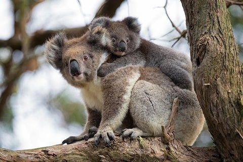 Great Ocean Road Sunset Tour From Melbourne - Attractions Perth 0