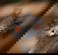Currumbin Wildlife Sanctuary General Entry Ticket - Attractions Perth