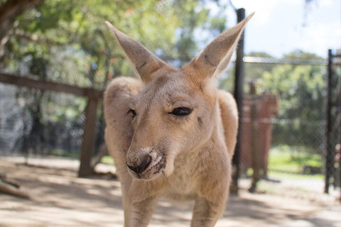 Currumbin Wildlife Sanctuary General Entry Ticket - Attractions Perth 2