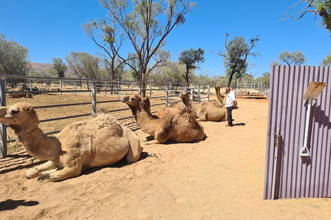 West MacDonnell Ranges Half-Day Small-Group Tour With Camel Ride - Attractions Perth 0