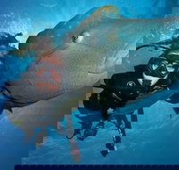 Great Barrier Reef Snorkeling and Diving Cruise from Cairns - Attractions Perth
