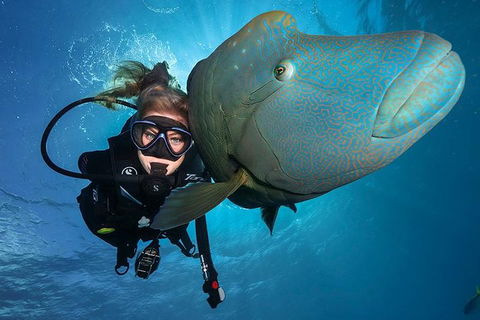 Great Barrier Reef Snorkeling And Diving Cruise From Cairns - Attractions Perth 0