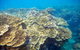 Cruise To Moore Reef Pontoon And Return Helicopter Flight From Cairns - thumb 5