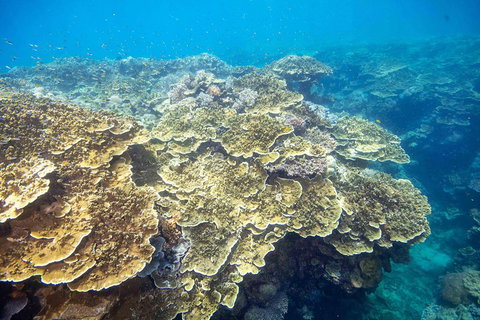 Cruise To Moore Reef Pontoon And Return Helicopter Flight From Cairns - Attractions Perth 5