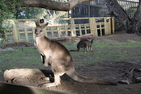 Mt. Wellington, Bonorong And Richmond Day Tour From Hobart - Attractions Perth 2