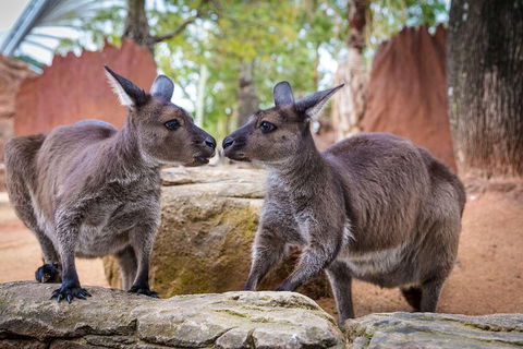 Sydney Attractions Pass: SEA LIFE Aquarium, Sydney Tower Eye, WILD LIFE Zoo And Madame Tussauds - Attractions Perth 5