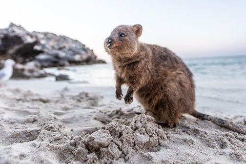 Perth To Rottnest Island Roundtrip Ferry Ticket - Attractions Perth 5