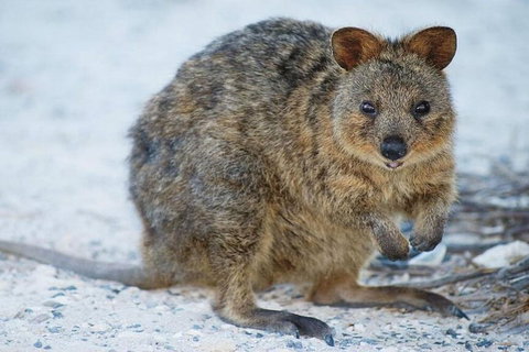 Rottnest Island Bayseeker Day Trip From Perth - Attractions Perth 2