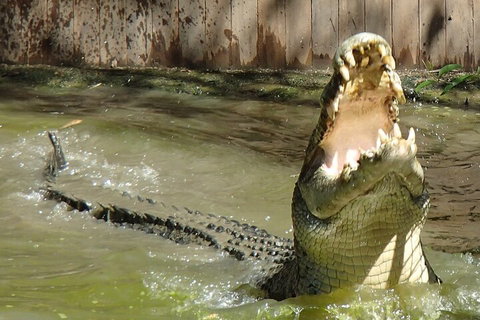 Hartley's Crocodile Adventures Day Trip From Palm Cove - Attractions Perth 3