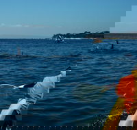 Mornington Peninsula Kayak Coastline Tour of Dolphin Sanctuary - Attractions Perth