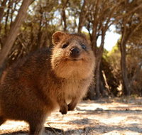 Wave Rock  Rottnest Island - Air  Ground Tour - Attractions Perth