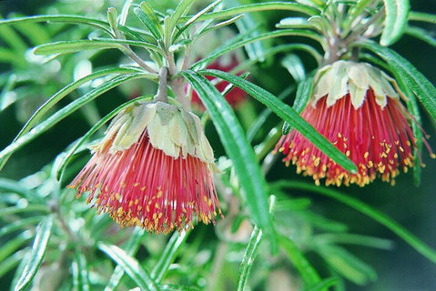 Full-Day Pinnacles Desert And Yanchep National Park Tour From Perth - Attractions Perth 1