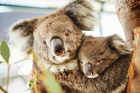Full-Day Pinnacles Desert And Yanchep National Park Tour From Perth - Attractions Perth 5