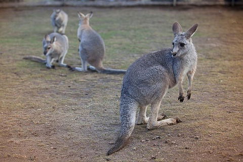 Private Tour: Blue Mountains Day Trip From Sydney - Attractions Perth 2