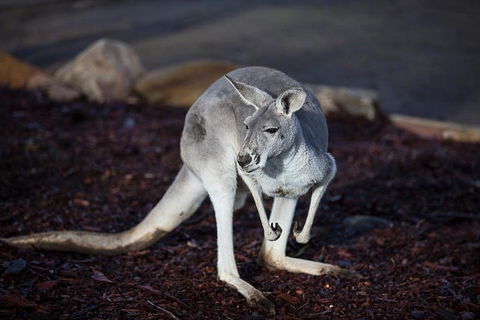 Private Tour: Blue Mountains Day Trip From Sydney - Attractions Perth 3