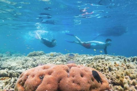 Great Barrier Reef Day Cruise To Reefworld - Attractions Perth 1