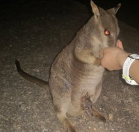 Private Tour to Paronella Park Historic Village Herberton and wild life Wallaby - Attractions Perth