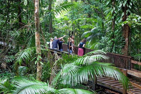Full Day Daintree Rainforest And Mossman Gorge Tour - Attractions Perth 1