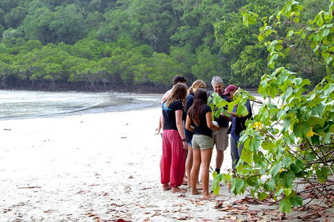 Full Day Daintree Rainforest And Mossman Gorge Tour - Attractions Perth 2
