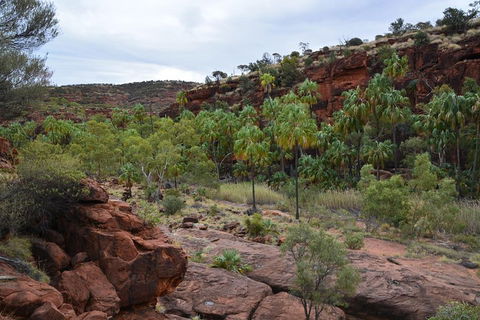 Palm Valley And Hermannsburg 1 Day 4WD Tour - Attractions Perth 4