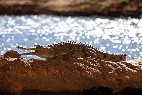 Windjana Explorer - Attractions Perth 5