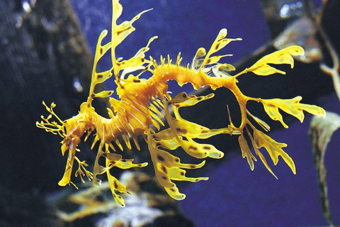 SEA LIFE Melbourne Aquarium Admission Ticket - Attractions Perth 0